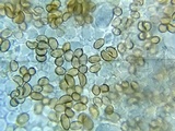 Inocybe fraudans image
