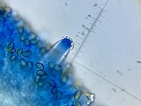 Inocybe fraudans image