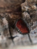Rhytidhysteron rufulum image
