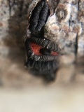 Rhytidhysteron rufulum image