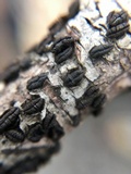 Rhytidhysteron rufulum image