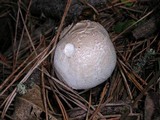 Agaricus hondensis image