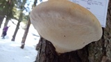 Fomitopsis mounceae image