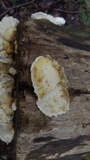 Trametes pubescens image