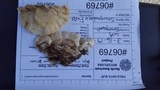 Trametes pubescens image