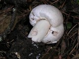 Agaricus hondensis image