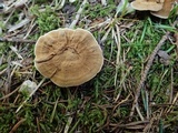 Coltricia perennis image