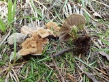 Coltricia perennis image