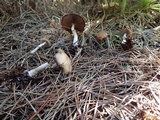 Psathyrella longistriata image