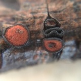 Rhytidhysteron rufulum image