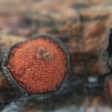 Rhytidhysteron rufulum image