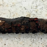 Rhytidhysteron rufulum image