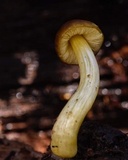 Pluteus romellii image