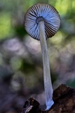 Pluteus nanus image