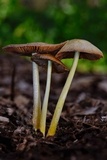 Bolbitius titubans var. olivaceus image
