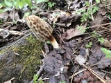 Morchella diminutiva image
