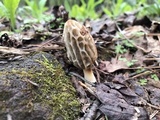 Morchella diminutiva image