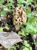 Morchella americana image