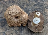 Sarcodon imbricatus image