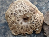 Sarcodon imbricatus image