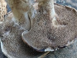 Sarcodon imbricatus image