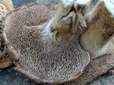 Sarcodon imbricatus image