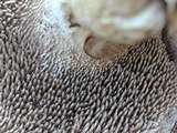 Sarcodon imbricatus image