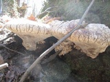 Inonotus dryadeus image