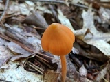 Entoloma quadratum image
