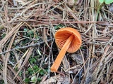 Entoloma quadratum image