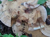 Bondarzewia berkeleyi image
