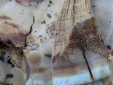 Bondarzewia berkeleyi image