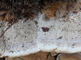 Bondarzewia berkeleyi image