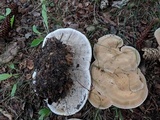 Bondarzewia berkeleyi image