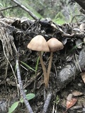 Parasola conopilea image