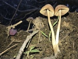Parasola conopilea image