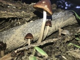 Parasola conopilea image