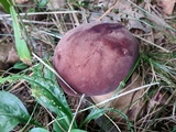 Tylopilus rubrobrunneus image