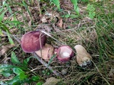 Tylopilus rubrobrunneus image