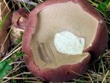 Tylopilus rubrobrunneus image