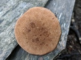 Polyporus radicatus image