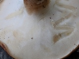 Polyporus radicatus image