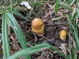 Amanita flavorubens image