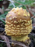 Amanita flavorubens image