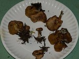 Suillus megaporinus image