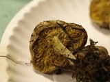 Suillus megaporinus image