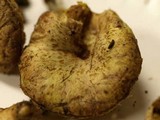 Suillus megaporinus image