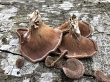 Panus conchatus image