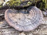 Ganoderma lobatum image
