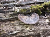Ganoderma lobatum image